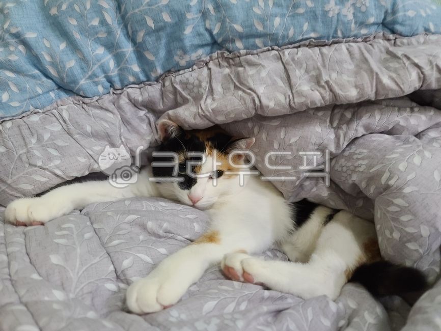 삼색,집고양이,코리안숏헤어,코숏,자고있는,sleeping,방석,cushion,animal,cat,고양이,kitten