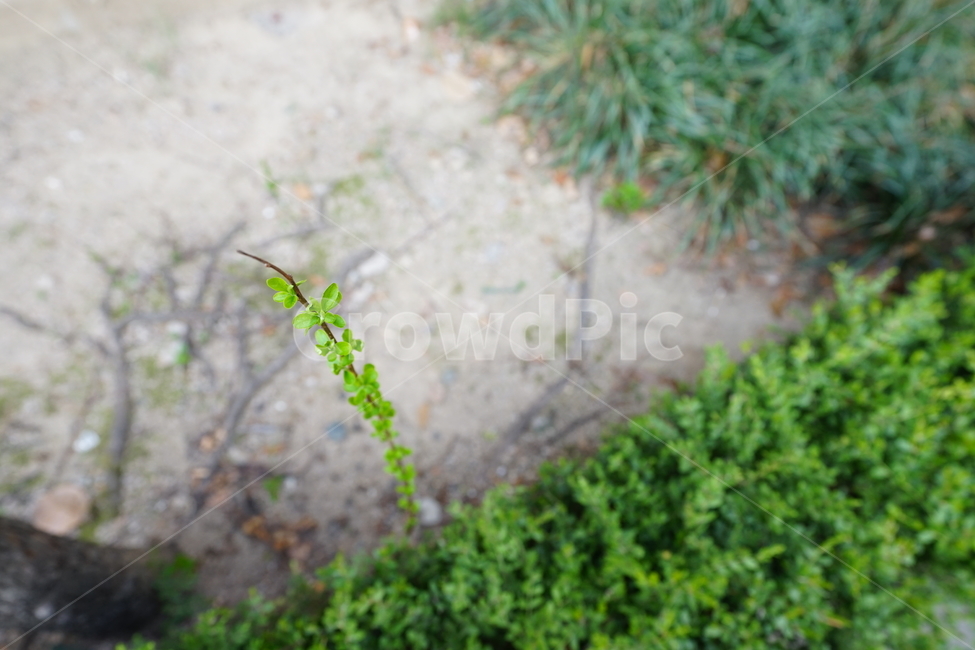 봄,그린,새싹,생명,나무,봄날,계절,봄풍경,식물,자연,봄,계절,spring,season,식물,자연,plants,nature,plant