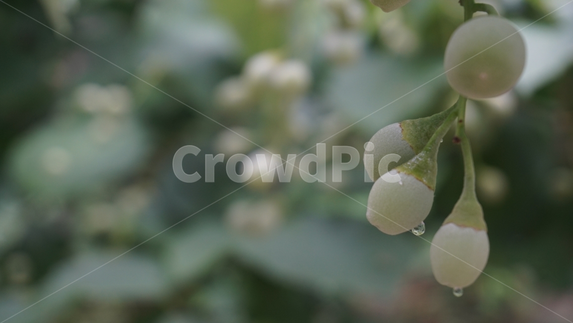 자연사진,자연경관,열매,비오는날,비그침,신선함,설악산,여행사진,과일,열매,fruit,비,비오는날,rain,rainy