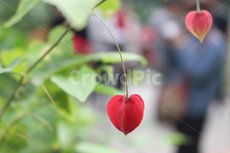 plant,식물,꽃,flower,자연,식물,자연,plants,nature