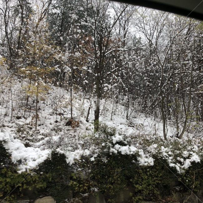 자연,겨울,winter,street,snow,눈,경치,풍경,겨울도로,옥외