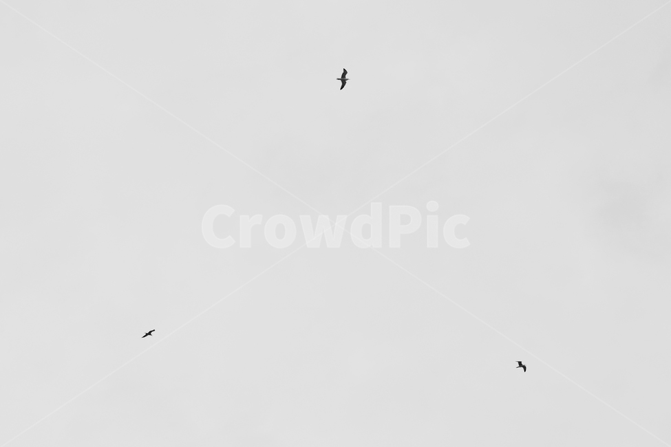 3,나는,flying,bird,새,구성,흑백,three,trois,composition,활공,편대,삼각형,noiretblanc,黑白,black,white,삼각편대,트라이앵글,삼각,길,다름,다양성,모노톤,monochrome,모노크롬,monotone,minimal,simple,minimalisme,minimalimage,삼분할,나누기,삼등분,방향