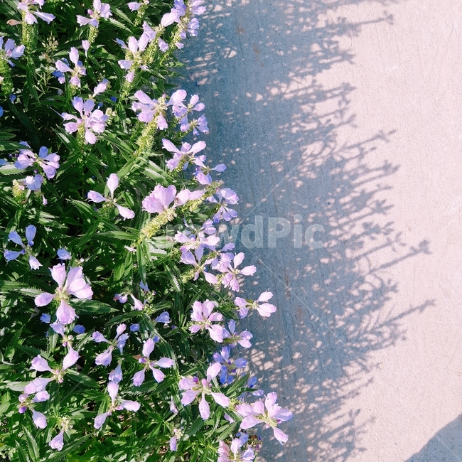 들꽃,그림자,색감,연보라,꽃잎,가을,계절,fall,autumn,season,식물,자연,plants,nature,꽃,flower,plant,blossom