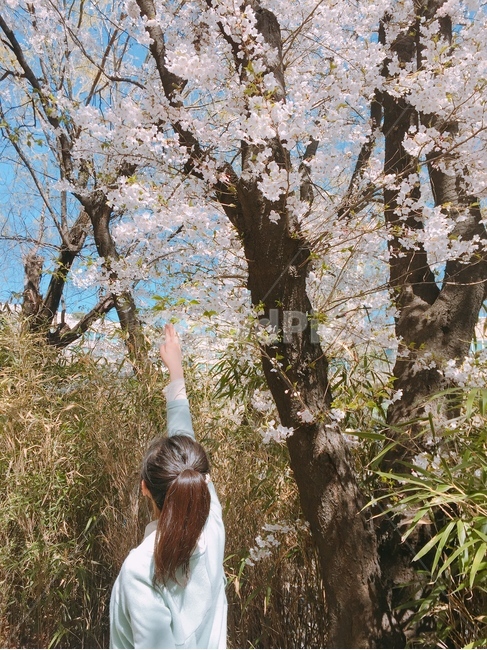 감성,여성,계절,벚꽃,민트,나무,뒷모습,여자,봄,사람,인물,인간,human,person,여성,여자,woman,female,lady
