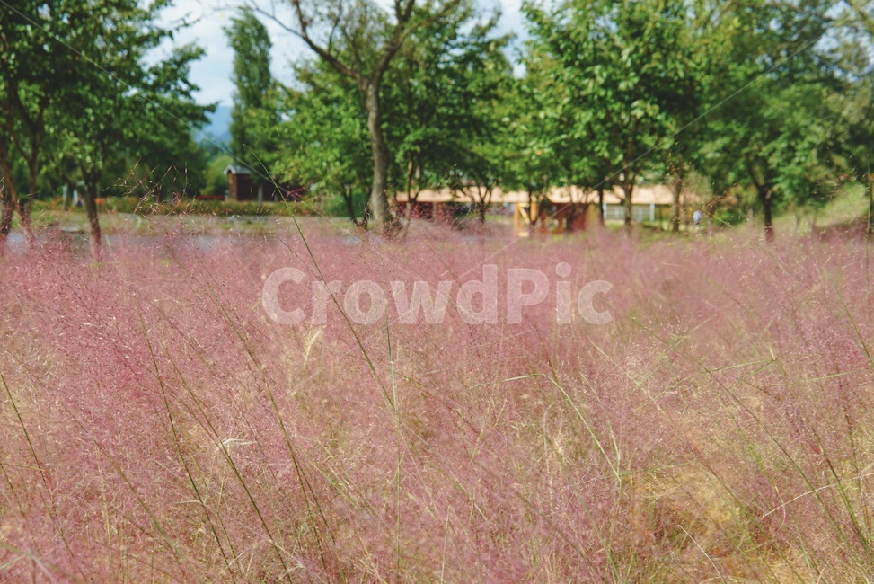 nature,자연,outdoors,grass,옥외,잔디,식물,plant,식물,자연,plants,nature
