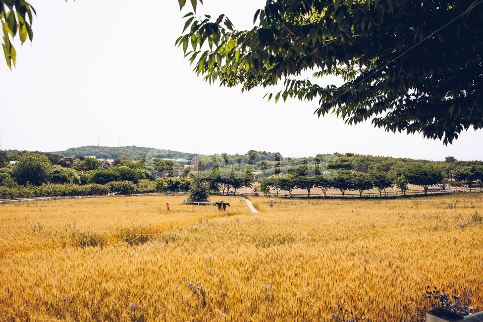 보리,보리밭,들판,노랑,보리쌀,자연,풍경,nature,landscape,한국자연풍경,한국자연경관,korea nature landscape,field,들,grassland,목초지,outdoors,옥외,savanna,대초원,plant,식물