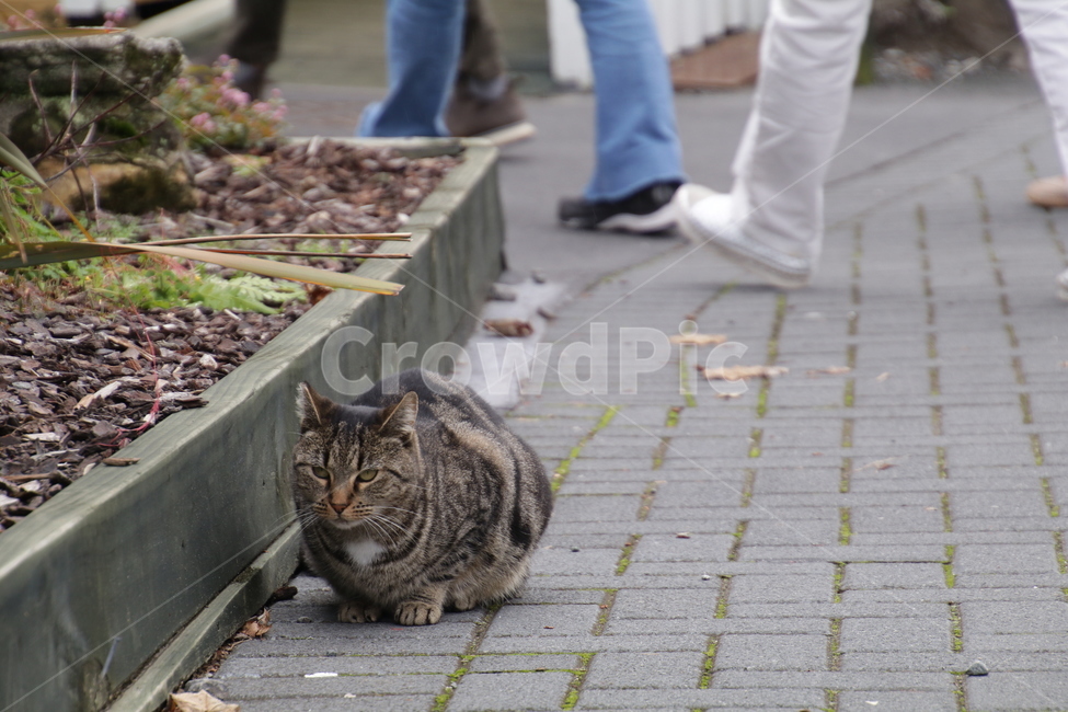고양이,길냥이,길고양이,움츠리다,휴식,발,사람,동물,동물,animal,포유류,mammal,고양이,cat,kitten,kitty