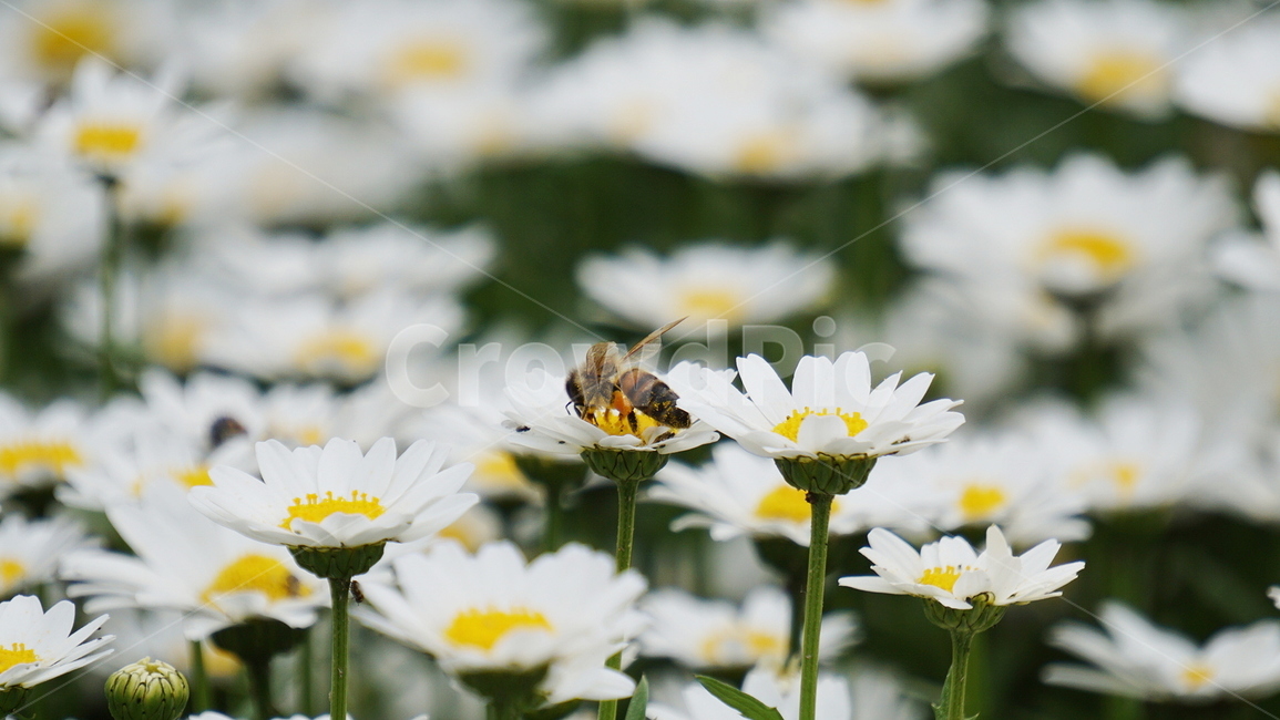 꽃,벌,자연,flower,bee,nature
