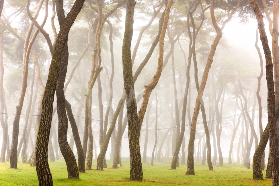 안개,소나무,풍경,감성,아침,자연,풍경,nature,landscape,휴식,힐링,rest,relaxation,healing,tree,나무,plant,식물