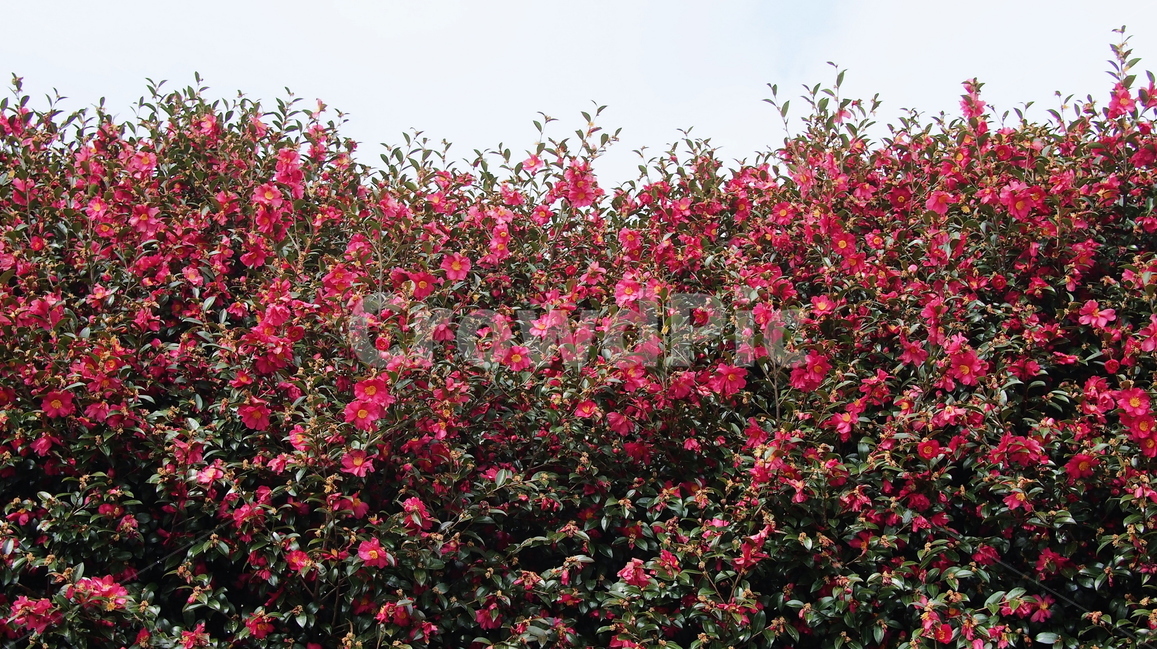 동백꽃,꽃,겨울꽃,나무,자연,식물,자연,plants,nature,꽃,flower