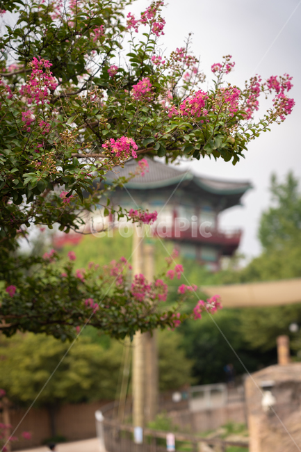 꽃,어린이대공원,분홍,flower,공원,식물,자연,plants,nature,꽃,flower
