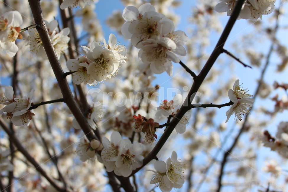 꽃,길가,색감,봄,spring,계절,분위기,flower,흰꽃,매화,벚꽃,white