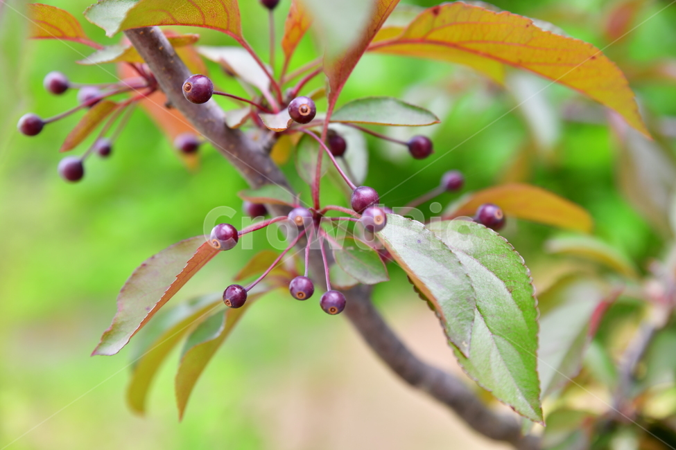 꽃,야생화,봄,여름,자연,수목원,식물,자연,plants,nature,과일,열매,fruit