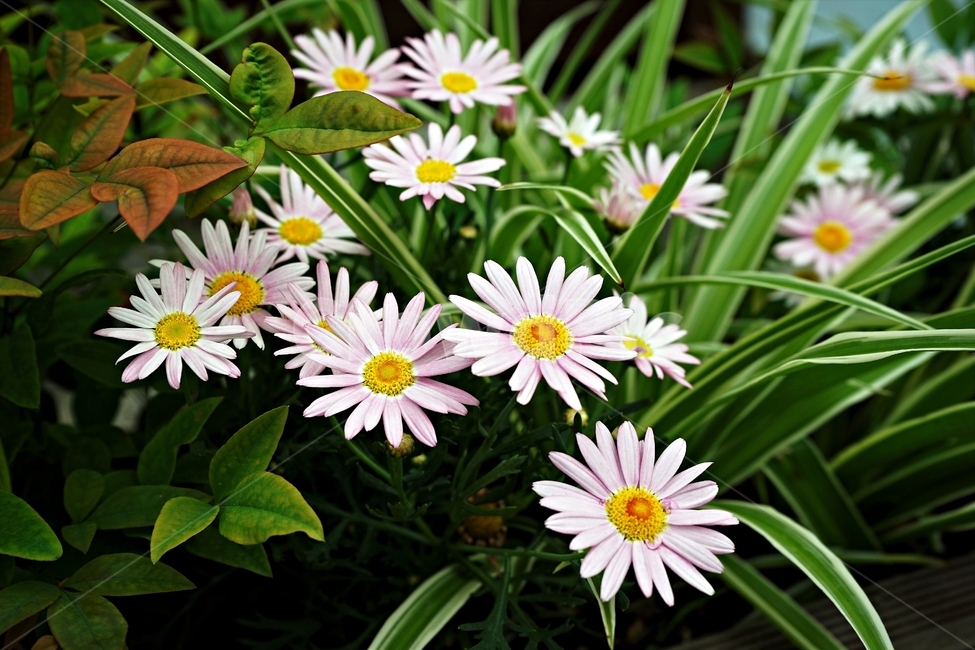 오스테오스펄멈,꽃,봄,자연,식물,아프리카원산,아프리칸데이지,flower,plant,floral,garden,Osteospermum,디모르포테카,데모루,오스테오스퍼멈