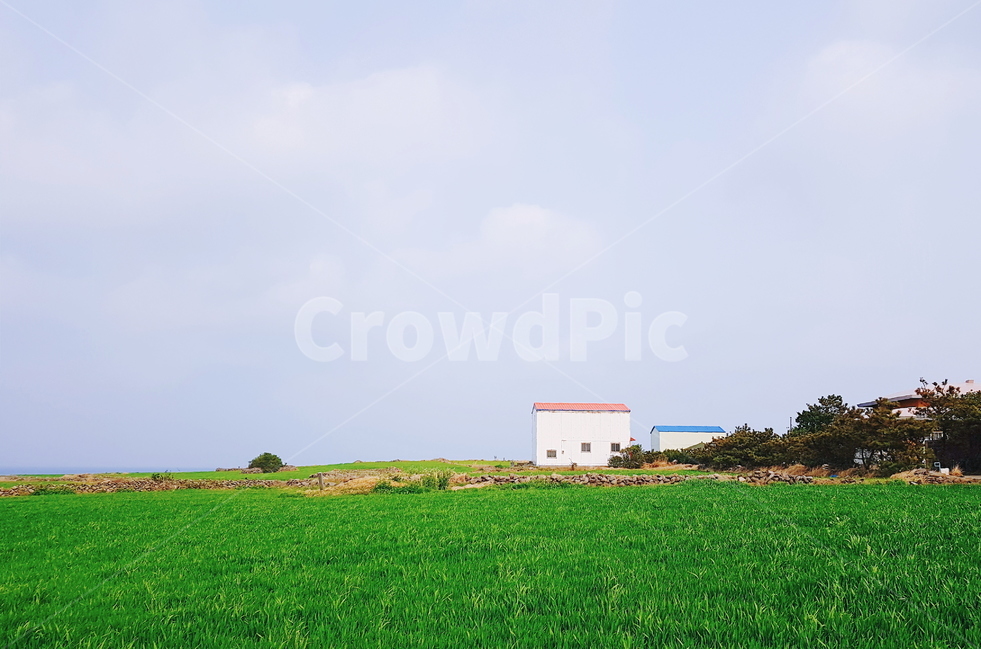 green barley,Gapado,nature,red roof,Wallpapers