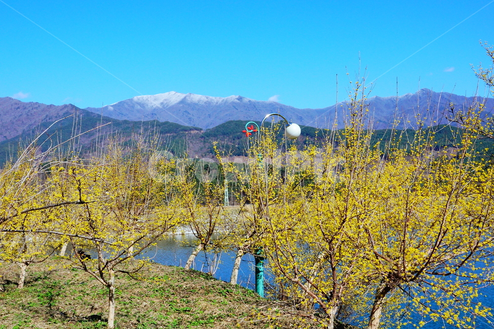 nature,mountain,산수유,구례,봄,춘설,지리산,자연,풍경,nature,landscape