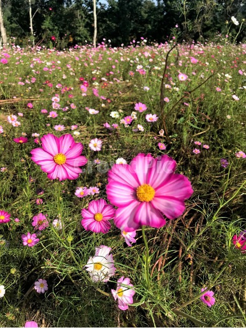 식물,꽃,꽃잎,보라색,flower,식물,자연,plants,nature,꽃,flower