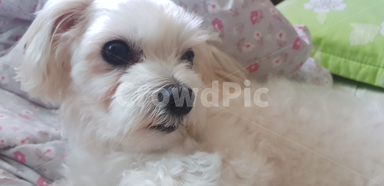 강아지,댕댕이,멍멍이,말티즈,몰티즈,소형견,하얀강아지,하얀개,개,귀여운강아지,흰개,dog,maltese
