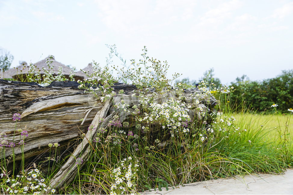 꽃,자연,나무,풍경사진,들판,flower,nature,tree,landscape,field,여름,summer,자연,풍경,nature,landscape,plant,식물