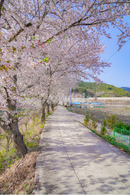 cherryblossoms,벚꽃,봄,꽃,꽃축제,순천만정원,순천,서천,시골,시골길,한적,핑크,분홍,산책,봄,계절,spring,season,자연,풍경,nature,landscape,한국자연풍경,한국자연경관,korea nature landscape,시골,마을,country,rural,town,plant,식물,flower,blossom