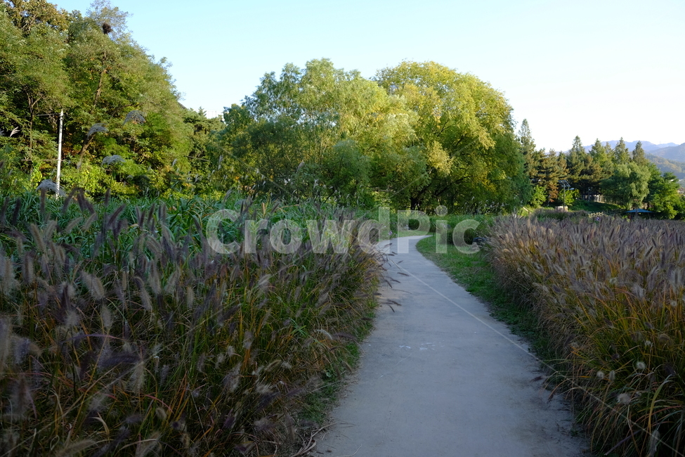 나무,갈대,산책로,자연,공원,풍경,맑음,자연,풍경,nature,landscape