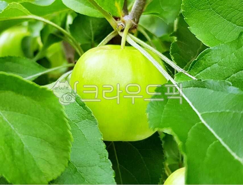 음식,사과,풋사과,아오리사과,초록사과,과일,열매,식물,여름,식재료,food,apple,greenapple,fruit,summer,plant,ingredients