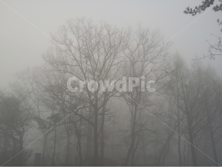 새벽,안개,겨울나무,참나무,판매,사진,겨울,계절,winter,season,자연,풍경,nature,landscape,식물,plants,나무,trees,wood,weather,날씨,outdoors,옥외