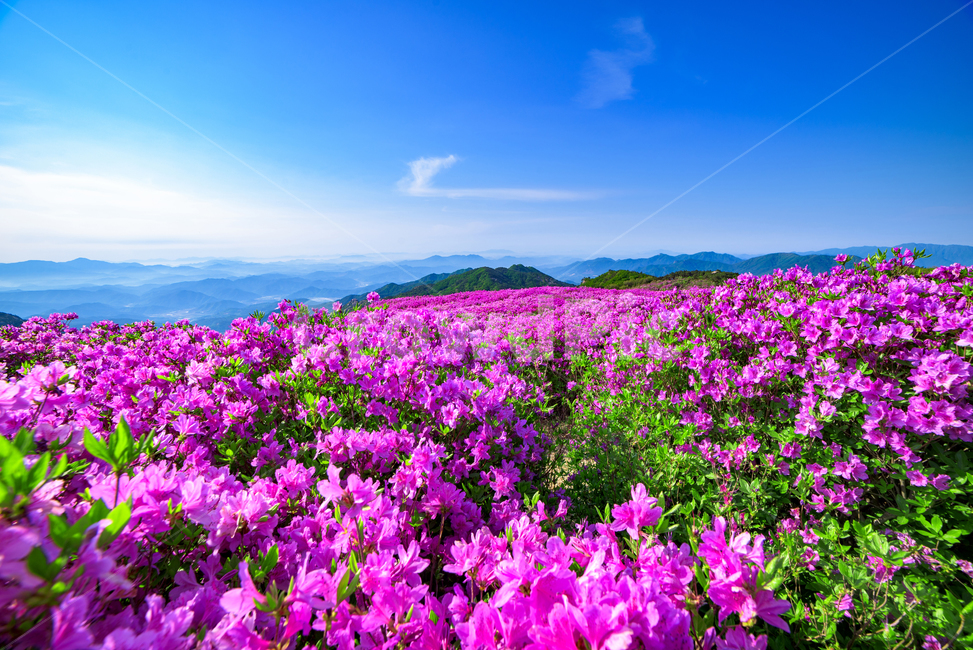 황매산,경남관광,합천군,산청군,능선,철쭉제,봄,분홍물결,산상화원,일출,자연,풍경,nature,landscape,plant,식물,field,들,grassland,목초지,outdoors,옥외,spring
