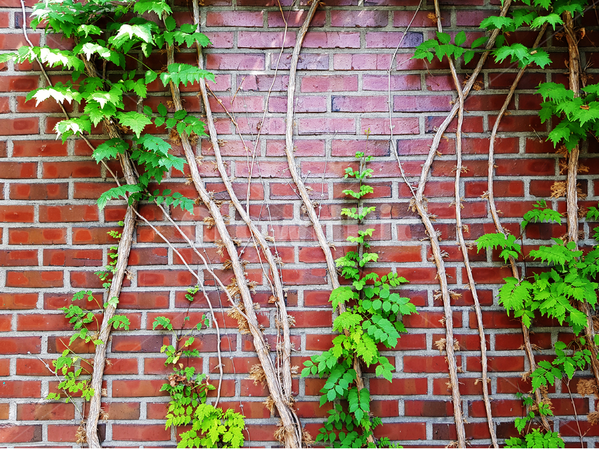 덩굴,벽,풀,풀잎그린,싱그러운,자연,풍경,식물,자연,plants,nature