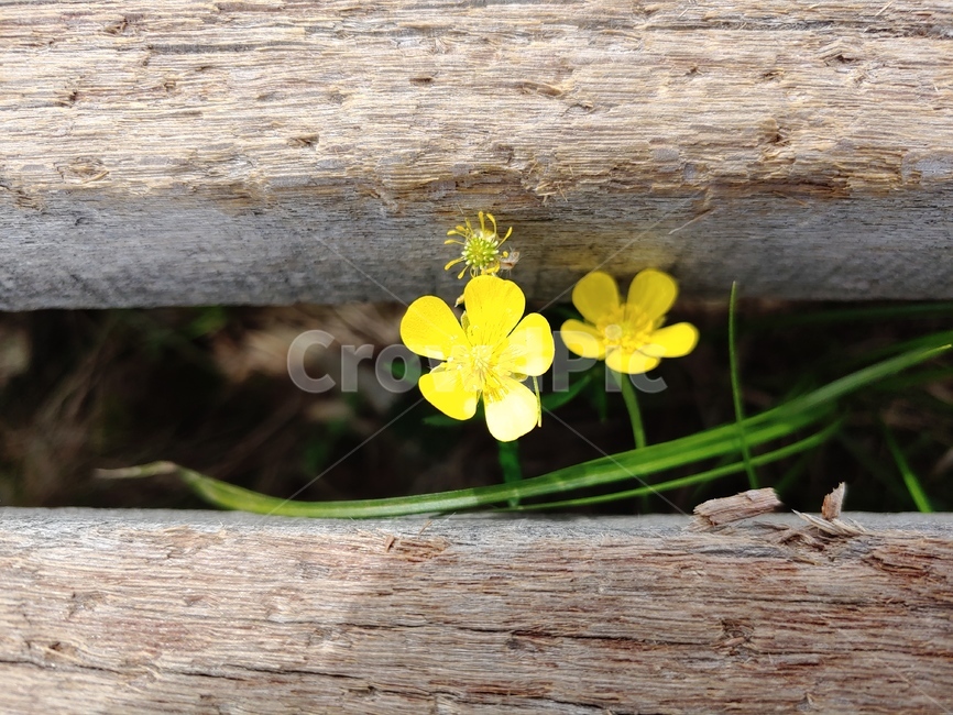 들꽃,들풀,노랑,꽃,야생화,wild,yellow,flower,wood,wooden,plant