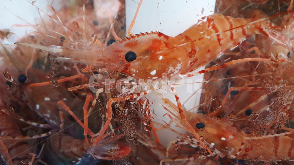 붉은색,빨강,레드,많은,수족관,다수,수산물,갑각류,수산시장,해산물,새우