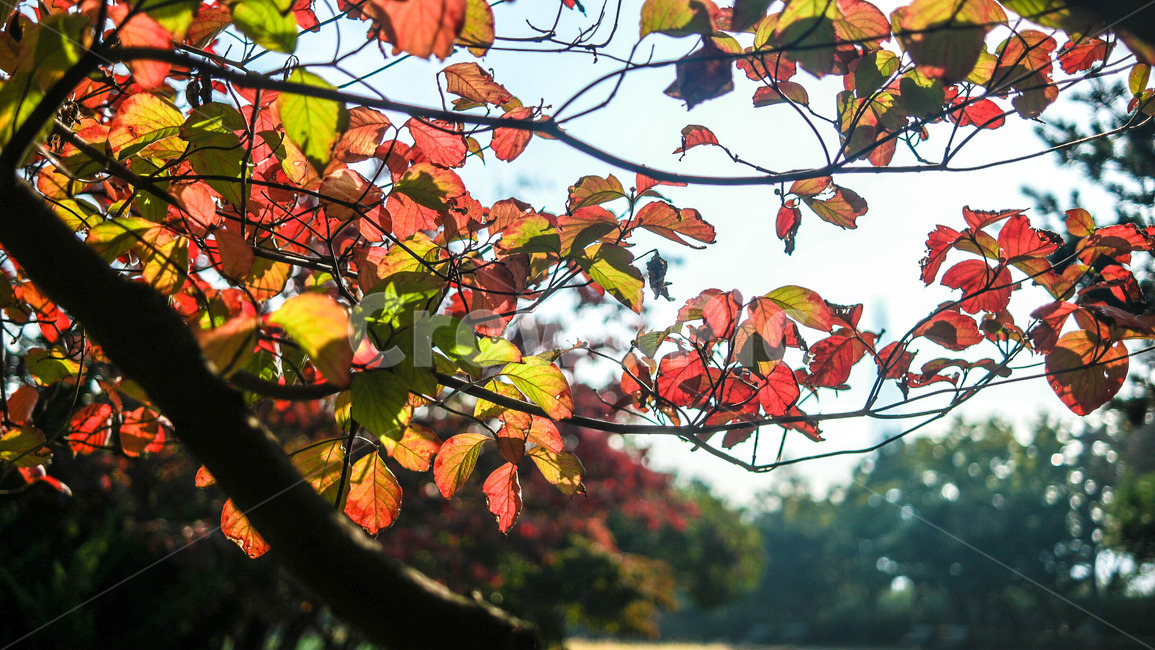 단풍,낙엽,가을,고엽,낙옆,가을,계절,fall,autumn,season,plant,식물,leaf,잎,tree,나무