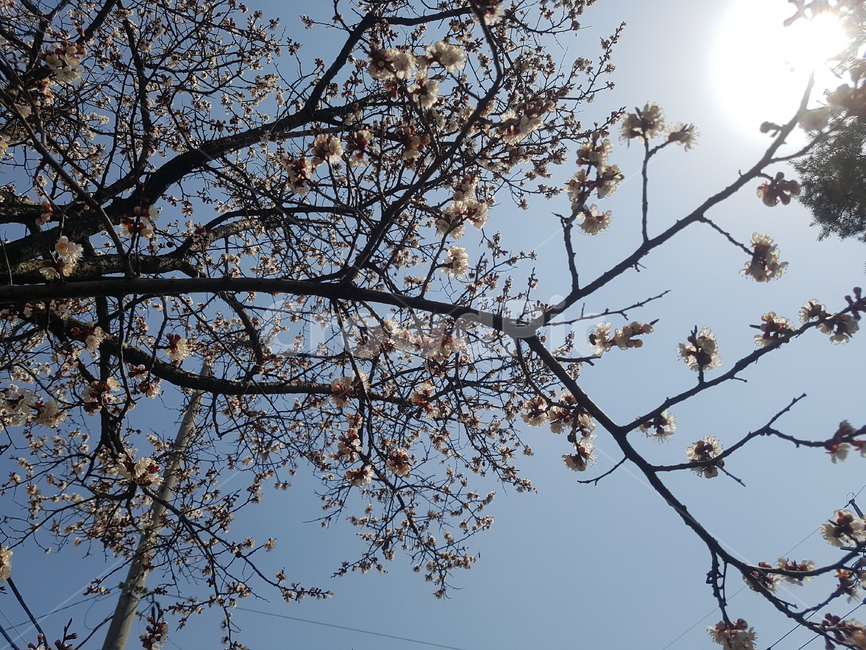 벚꽃,벚꽃축제,파란,밝은,따사로운,따뜻한,햇살,봄,계절,spring,season,식물,자연,plants,nature,꽃,flower