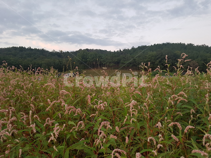 꽃,flower,plant,식물,산,숲,자연,nature,forest,식물,자연,plants,nature