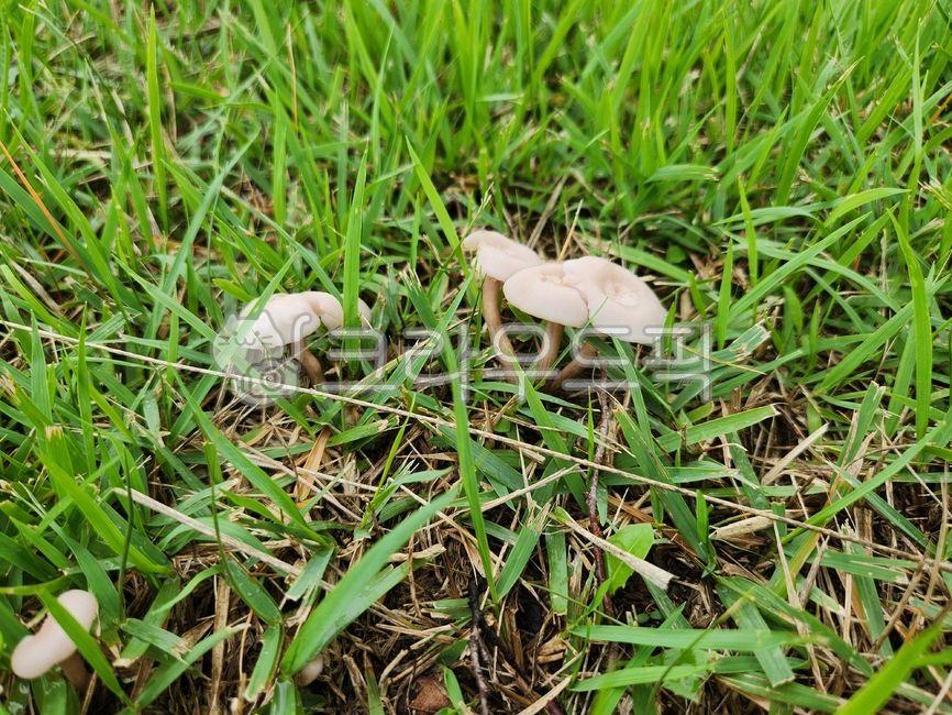 Folk Mushroom Mushrooms,edible mushrooms,Eggplant Mushroom,mushroom,Private kitchen bat