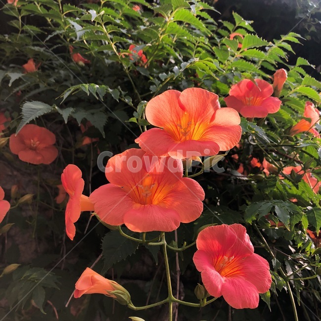 자연,꽃,능소화,여름꽃,식물,식물,자연,plants,nature,꽃,flower