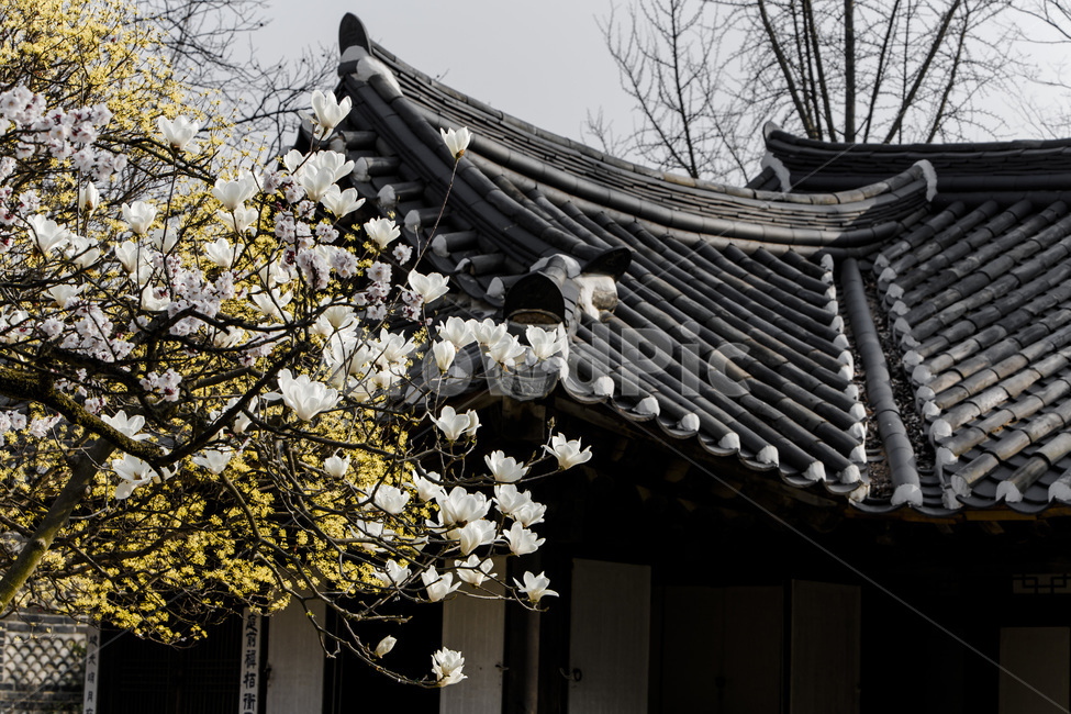 고택,기와,전통,개나리,목련,봄,봄,계절,spring,season,한국전통,한국문화,korean traditional,korean culture,식물,자연,plants,nature,꽃,flower,건축물,건물외관,exterior,building,structure,architecture,construction,roof,지붕