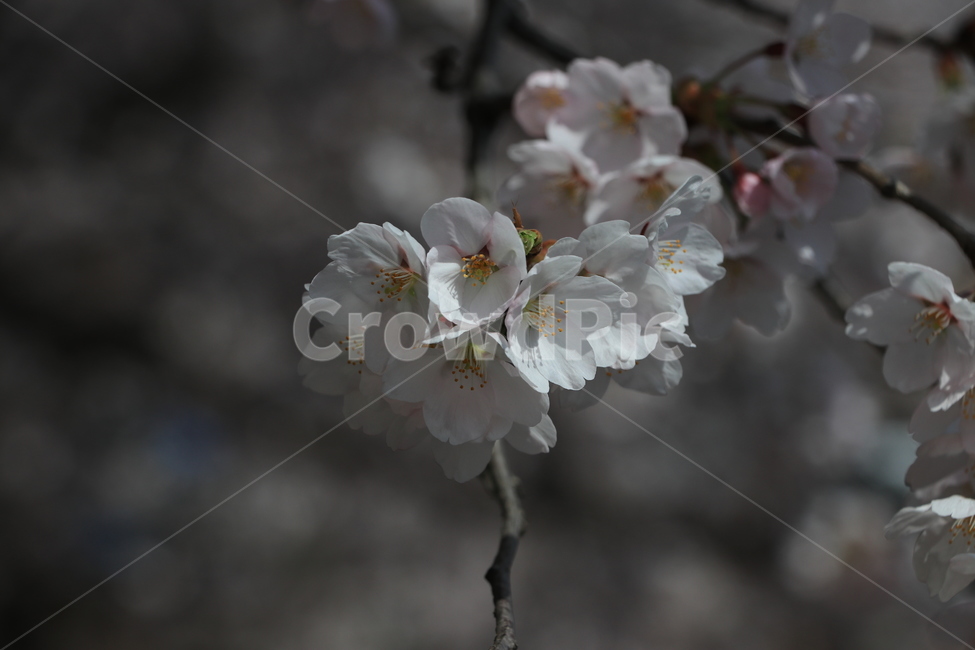 봄,벚꽃,꽃,spring,flower,cherryblossoms,봄,계절,spring,season,식물,자연,plants,nature,꽃,flower,plant,cherry blossom,blossom