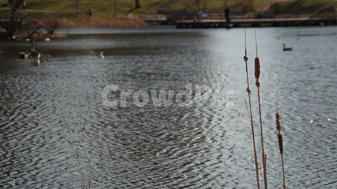 호수,자연,갈대,풍경,lake,식물,자연,plants,nature