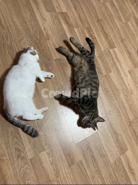 고양이,동물,반려묘,cat,고양이잠자는모습,동물,animal,포유류,mammal,고양이,cat,kitten,kitty