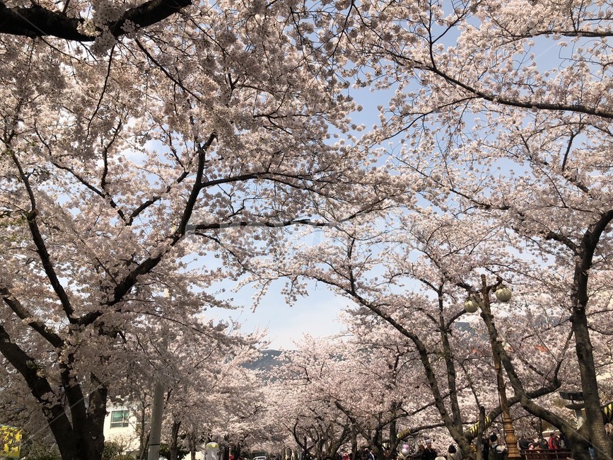 벚꽃,벚꽃길,벚꽃나무,꽃,나무