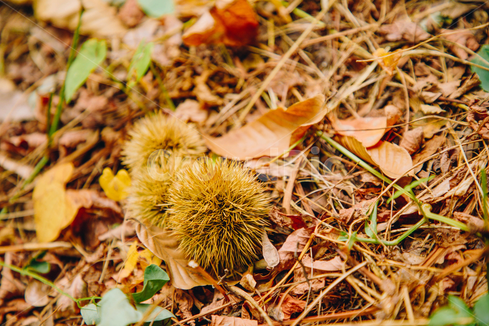 밤,밤송이,알밤,낙옆,가을,추석,나뭇잎,풀잎,단풍,명절,가을,계절,fall,autumn,season,자연,풍경,nature,landscape,감성,sensible,feeling,plant,식물