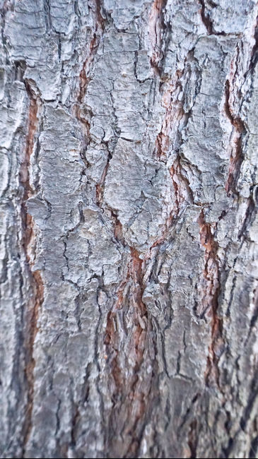나무,나이테,나무줄기,나무무늬,고목,tree,treetrunk,plant,식물,배경화면