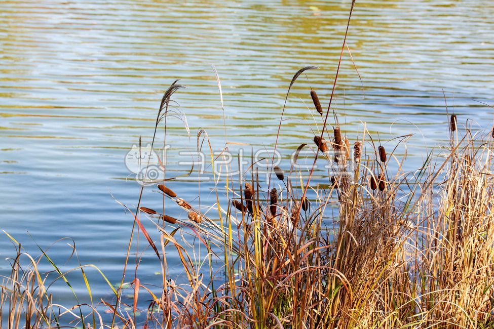 pond,outdoors,Reed,nature,reed,water