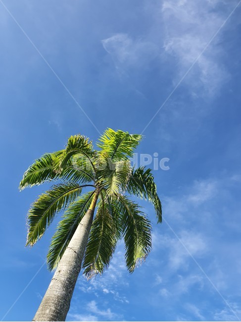 palmtree,야자수,plant,식물,tree,나무,summer,여름,하늘,sky,식물,자연,plants,nature,나무,trees,wood
