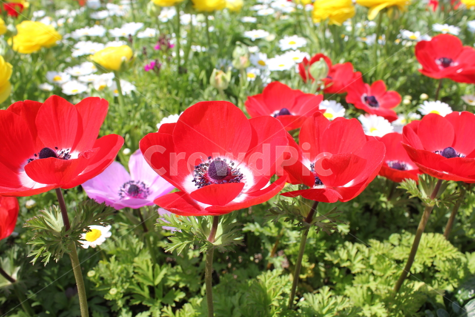 꽃,꽃밭,봄,봄꽃,자연,아름다움,식물,자연,plants,nature,꽃,flower