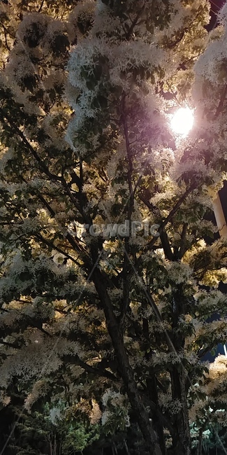 이팝나무,가로등,하얀꽃,나무꽃,치오난투스레투사,프린지트리,입하목,하얀눈꽃,chionanthusretusa,fringetree