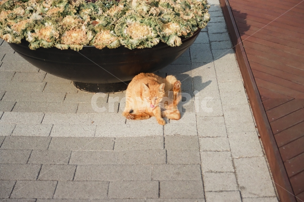 고양이,길고양이,cat,kitten,동물,동물사진,animals,고양이사진,감성사진,감성,emotion,표정,그루밍,화분,도로,길거리,길,street,road,동물,animal,포유류,mammal,고양이,cat,kitten,kitty