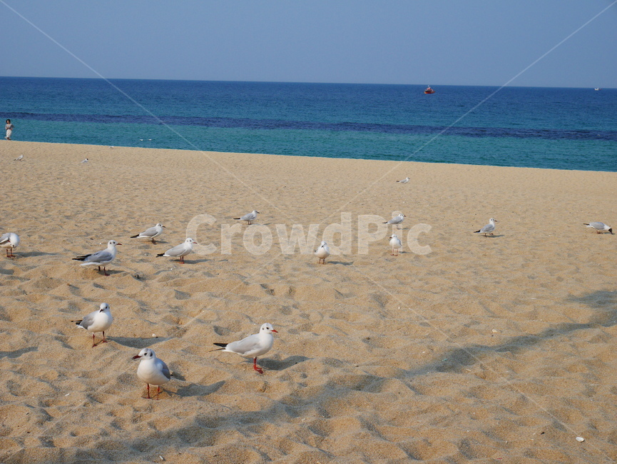 풍경,바다,갈매기,모래,새,해변,바다,beach,sea,동물,animal,조류,새,birds