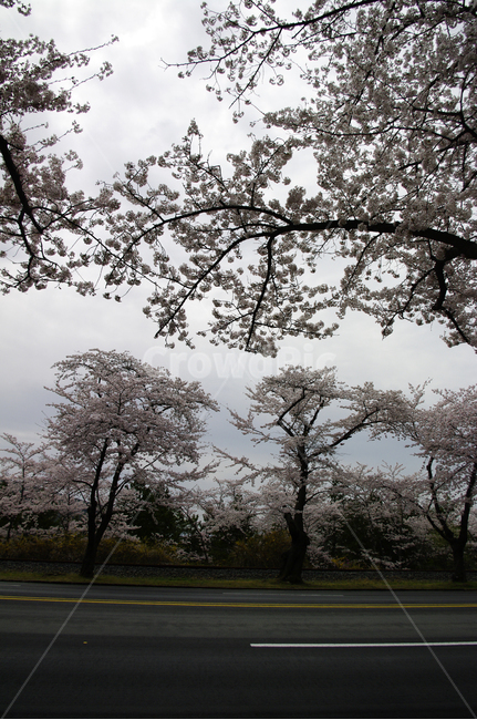 봄,벚꽃,나무,식물,풍경,flower,plant,봄,계절,spring,season,tree,tree trunk,나무 줄기